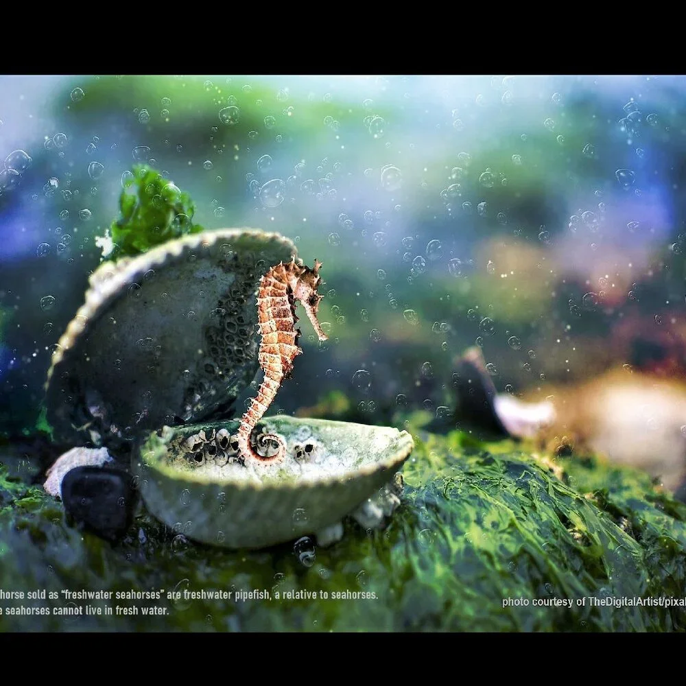 2027 Seahorse Calendar Ocean Marine Life Photography Coastal Decor Wall Calendar